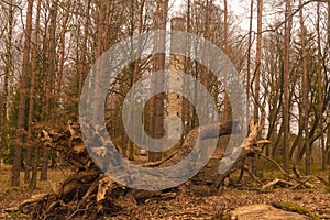 Lower silesia Forest Bory DolnoÃâºlÃâ¦skie in Poland photo